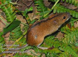 Attēlu rezultāti vaicājumam “Apodemus agrarius”