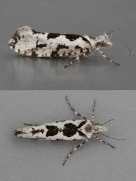 Attēlu rezultāti vaicājumam “Ypsolopha sequella”