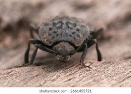 Attēlu rezultāti vaicājumam “Silphidae”