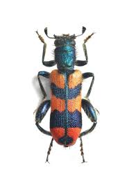 Attēlu rezultāti vaicājumam “Cleridae”