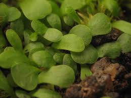 Attēlu rezultāti vaicājumam “Utricularia minor leaf”