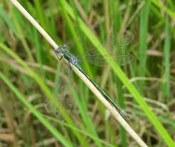 Attēlu rezultāti vaicājumam “Lestes dryas male”