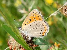 Attēlu rezultāti vaicājumam “Lycaena dispar male”