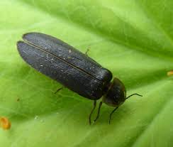 Attēlu rezultāti vaicājumam “Lampyris noctiluca”