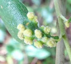 Attēlu rezultāti vaicājumam “Salix aurita flower”