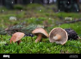 Attēlu rezultāti vaicājumam “Suillus bovinus”