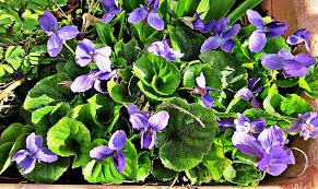 Image result for Veilchen