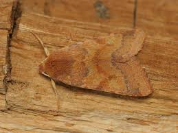 Attēlu rezultāti vaicājumam “Agrochola helvola”