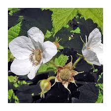 Attēlu rezultāti vaicājumam “Rubus parviflorus”