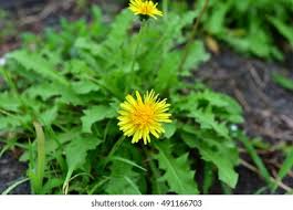 Attēlu rezultāti vaicājumam “Taraxacum officinale aggr.”