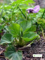 Attēlu rezultāti vaicājumam “Viola uliginosa”