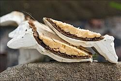 Attēlu rezultāti vaicājumam “Skeletocutis odora”