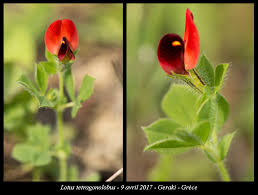 Image result for Lotus tetragonolobus