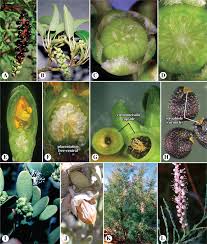 Attēlu rezultāti vaicājumam “Santalaceae”