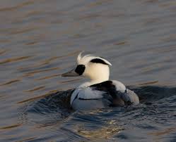 Attēlu rezultāti vaicājumam “Mergus albellus”