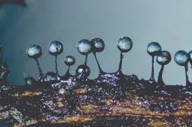 Attēlu rezultāti vaicājumam “Lamproderma elasticum”