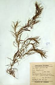 Attēlu rezultāti vaicājumam “Najadaceae”