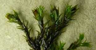 Attēlu rezultāti vaicājumam “Schistidium apocarpum”