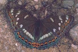 Attēlu rezultāti vaicājumam “Limenitis populi upperside”