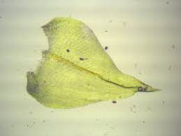 Attēlu rezultāti vaicājumam “Eurhynchium hians”