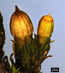 Attēlu rezultāti vaicājumam “Orthotrichum cupulatum var. riparium sporophyte”