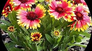 Image result for Gaillardia `Kobold`