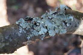 Attēlu rezultāti vaicājumam “Cetrelia olivetorum”