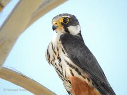 Attēlu rezultāti vaicājumam “Falco subbuteo adult”