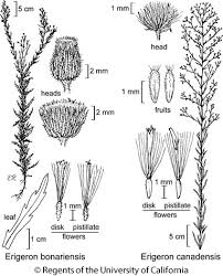 Attēlu rezultāti vaicājumam “Erigeron canadensis”