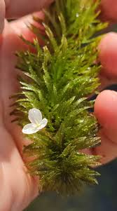 Attēlu rezultāti vaicājumam “Hydrocharitaceae”