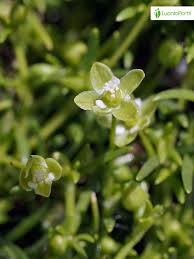 Attēlu rezultāti vaicājumam “Sagina procumbens fruit”