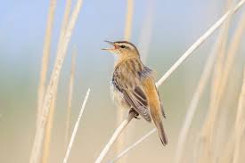 Attēlu rezultāti vaicājumam “Acrocephalus schoenobaenus”