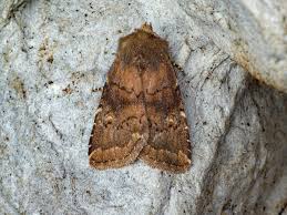 Attēlu rezultāti vaicājumam “Rusina ferruginea female”