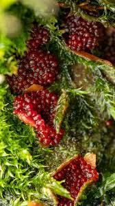 Attēlu rezultāti vaicājumam “Neonectria coccinea”