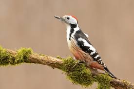 Attēlu rezultāti vaicājumam “Dendrocopos medius”