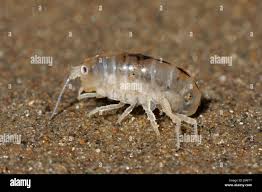 Attēlu rezultāti vaicājumam “Talitrus saltator”