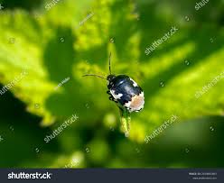 Attēlu rezultāti vaicājumam “Tritomegas bicolor nymph”