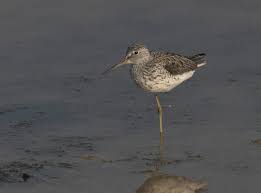 Attēlu rezultāti vaicājumam “Tringa nebularia adult”