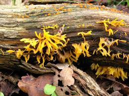 Attēlu rezultāti vaicājumam “Lycogala asperum”