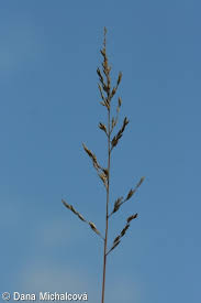 Attēlu rezultāti vaicājumam “Molinia caerulea fruit”