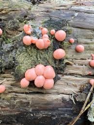 Attēlu rezultāti vaicājumam “Lycogala asperum”