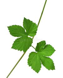 Attēlu rezultāti vaicājumam “Humulus lupulus leaf”