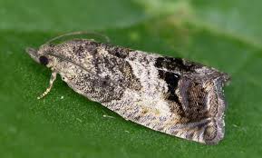 Attēlu rezultāti vaicājumam “Cydia splendana”