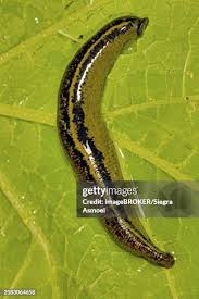 Attēlu rezultāti vaicājumam “Hirudinea”