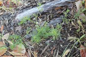 Attēlu rezultāti vaicājumam “Lycogala asperum sessile”