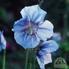 Image result for Meconopsis betonicifolia