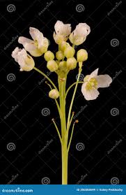 Attēlu rezultāti vaicājumam “Armoracia rusticana bud”