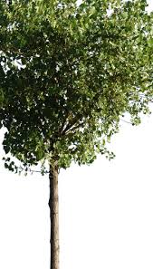 Attēlu rezultāti vaicājumam “Populus x canescens”