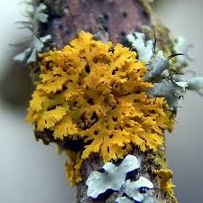 Attēlu rezultāti vaicājumam “Xanthoria candelaria”