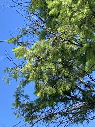 Attēlu rezultāti vaicājumam “Pseudotsuga menziesii var. glauca”